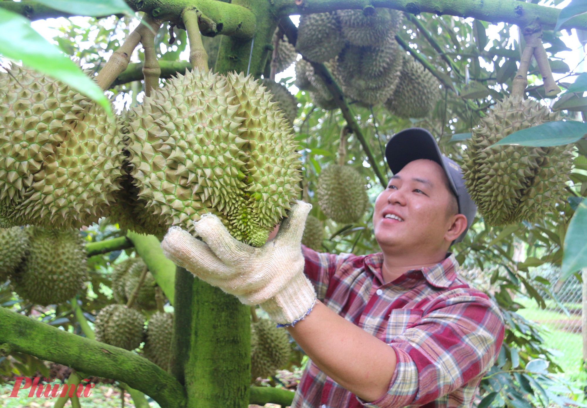 Với thao tác đơn giản là gõ lên trái sầu riêng, những người thợ có kinh nghiệm nghe âm thanh có thể đoán được chính xác tuổi từng trái.