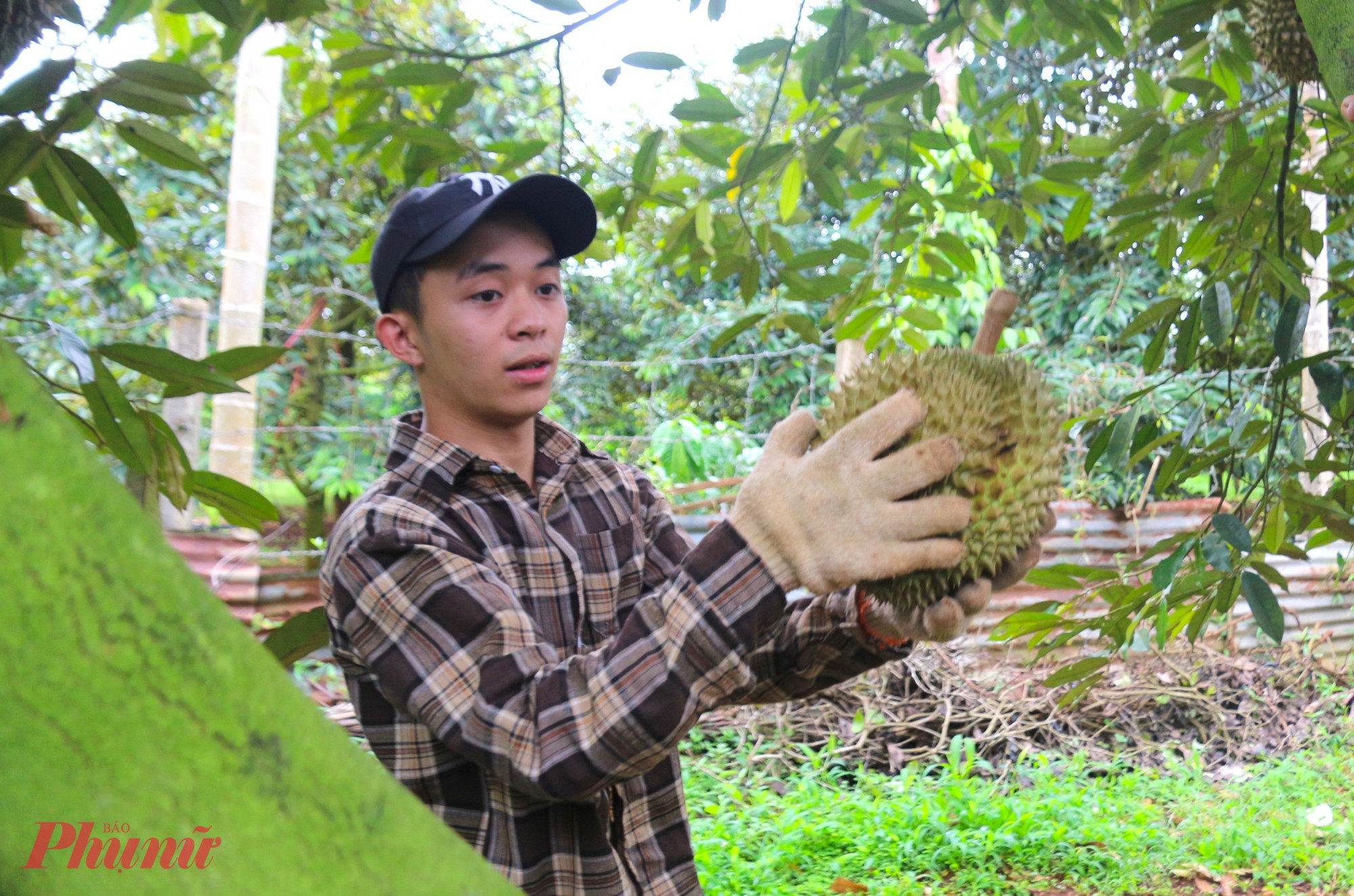 Anh Lê Đăng Sơn (18 tuổi, trú tại Đắk Lắk), hiện là sinh viên năm nhất Trường Cao đẳng Công thương TP HCM, tranh thủ kỳ nghỉ hè để đi học hỏi, làm công việc chụp trái thuê cho thợ gõ. Những ngày đầu, do thiếu kinh nghiệm, anh nhiều lần bắt trượt vì không đoán đúng hướng rơi từ trên cao xuống, lại thường xuyên bị trầy xước, đau rát tay. Thế nhưng, nhờ kiên trì rút kinh nghiệm mỗi ngày, đến nay Sơn đã thành thạo hơn trong công việc.