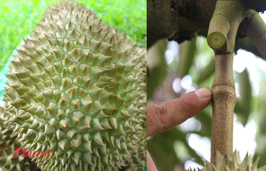 Theo kinh nghiệm của nhiều thợ gõ, không phải lúc nào tiếng “bộp bộp” cũng đồng nghĩa với việc quả đã đủ già. Nguyên nhân có thể xuất phát từ việc nhà vườn bón phân không đúng cách, đặc biệt là xịt kali trực tiếp vào quả, khiến thợ khó phân biệt và dễ cắt nhầm. Vì vậy, ngoài việc lắng nghe âm thanh, người thợ còn phải kết hợp quan sát nhiều dấu hiệu khác như: đường chỉ gai chuyển sang xanh đậm kéo dài từ cuống xuống 2/3 quả, da cạnh gai xù xì, đầu gai khô, chân đĩa ở cuống đã nở… Khi các yếu tố này đồng thời xuất hiện, họ mới yên tâm gõ và cắt thu hoạch.