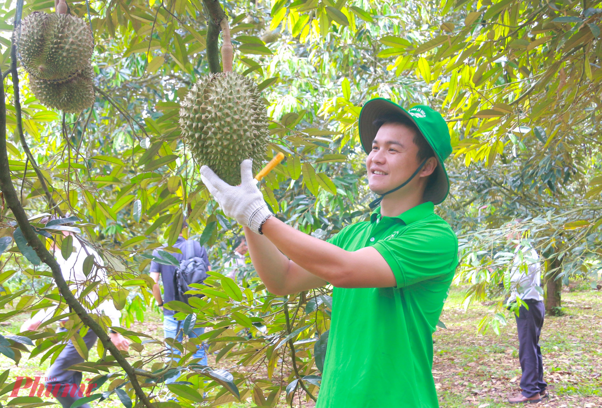 Chỉ khi nghe âm thanh ‘bộp... bộp’, thợ gõ mới xác định quả đã già và tiến hành cắt xuống để thử cơm. Nếu cơm có màu vàng, ăn có bột và vị ngọt, họ mới tiếp tục gõ những quả khác trên cây để thu hoạch.