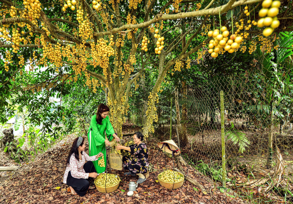 Mùa dâu chín - Ảnh: Võ Văn Bông