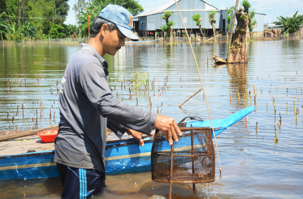Miền Tây: Sống thuận thiên theo con nước lũ Nông dân ở An Giang đặt lọp mưu sinh trong mùa lũ