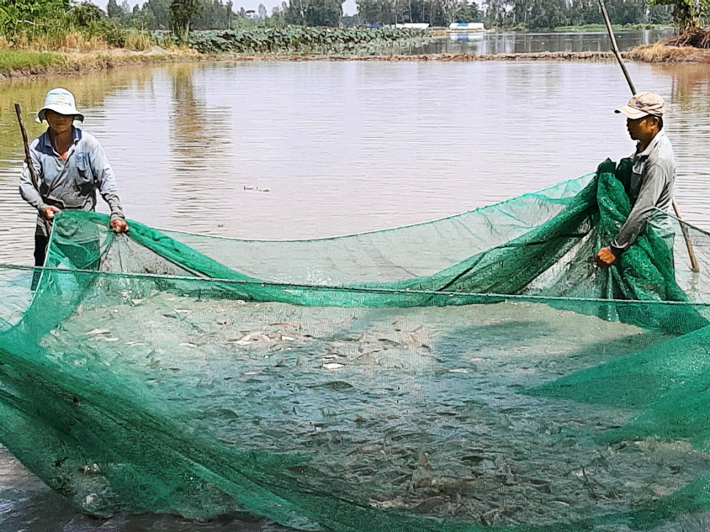 Miền Tây: Sống thuận thiên theo con nước lũ Nhiều năm nay, nông dân ở Cần Thơ áp dụng nuôi cá ruộng vào mùa lũ