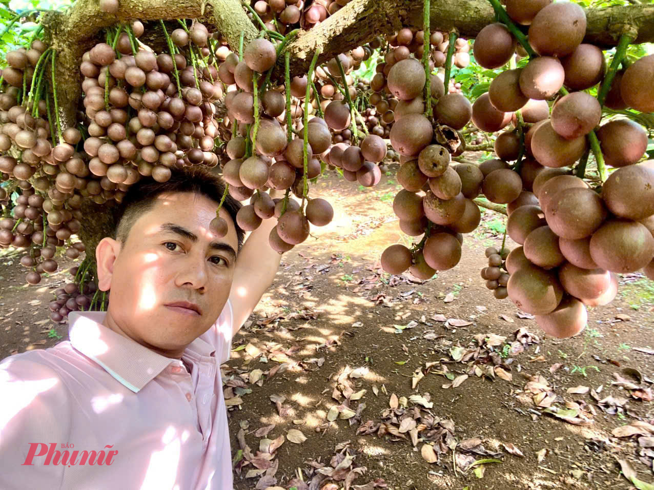 Những cây đỏ trĩu trái - Ảnh: Q.H.