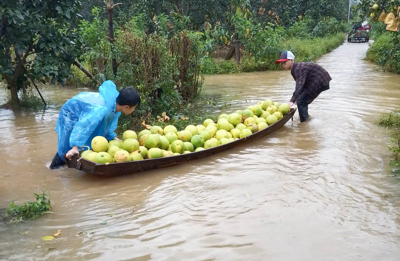 Người dân dùng thuyền đi thu hoạch bưởi giữa mưa lớn - Ảnh: Khánh Trung