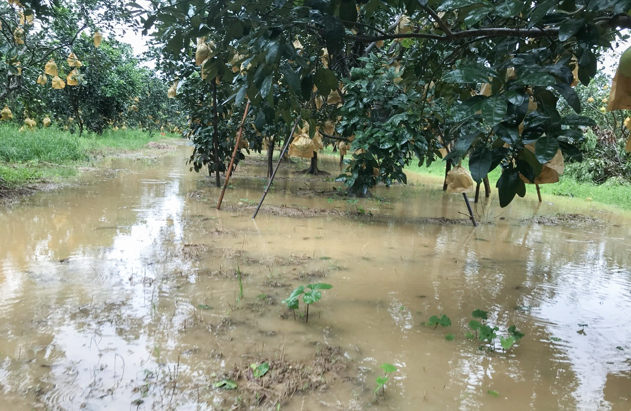 Nhiều vườn bưởi Phúc Trạch bị ngập sâu trong nước - Ảnh: Khánh Trung