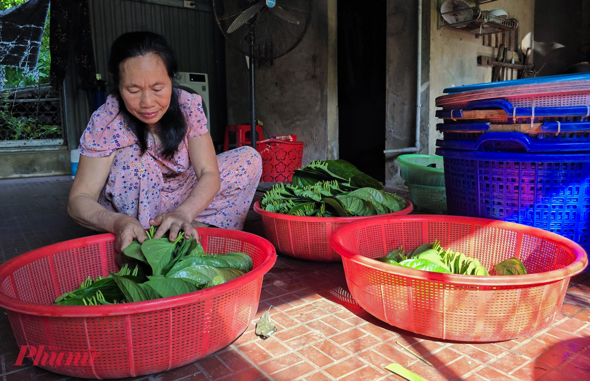 Gần 1 tuần qua, vợ chồng bà Hoa phải tranh thủ thời gian hái lá trầu cả ngày ở vườn, tối lại rửa, xếp thành xấp... để kịp giao cho khách sáng sớm hôm sau. “Khoảng 1 tuần trước ngày rằm lá trầu không bán rất chạy. Trung bình mỗi ngày vừa qua tôi bán được gần 4 triệu đồng” - bà Hoa nói.
