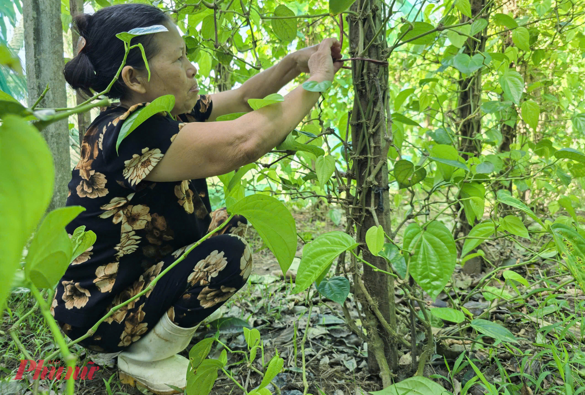 “Cây trầu không khá khó tính, nhưng nếu biết chăm thì cũng không quá khó. Tôi trồng 150 cây, dịp rằm này mỗi ngày cũng kiếm được 500.000 - 700.000 đồng” – bà Thìn nói.