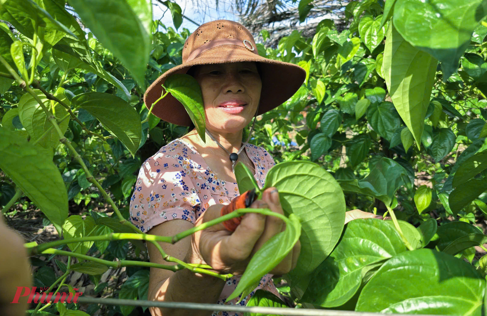 Theo bà Hoa, lá trầu không được thu hoạch đều trong năm, mỗi tháng 2 lần vào dịp ngày Rằm và cuối tháng Âm lịch. Tuy nhiên, dịp Tết Nguyên đán, Rằm tháng Giêng và Rằm tháng Bảy, mức tiêu thụ loại lá này thường tăng mạnh do nhu cầu về trầu cúng lễ. 