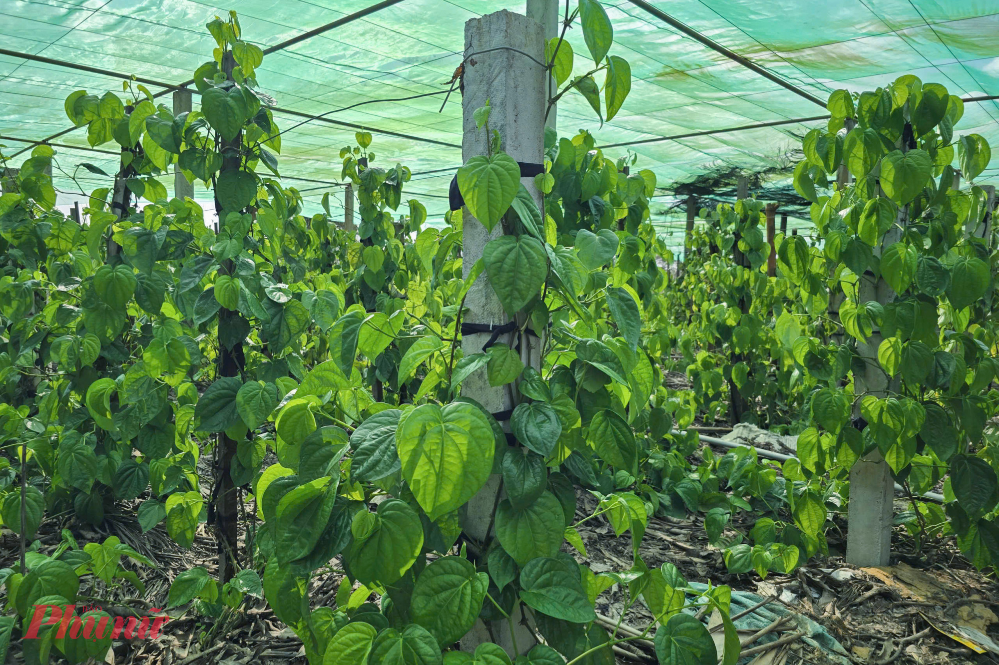 Trầu không được mệnh danh là loại cây trồng một lần, thu hoạch cả đời. Tuy nhiên loài cây này cũng khó tính, không chịu được hạn, lạnh, ngập úng và dễ nhiễm nấm nên nhiều người dân phải đầu tư làm hệ thống nhà lưới chắc chắn để bảo vệ.