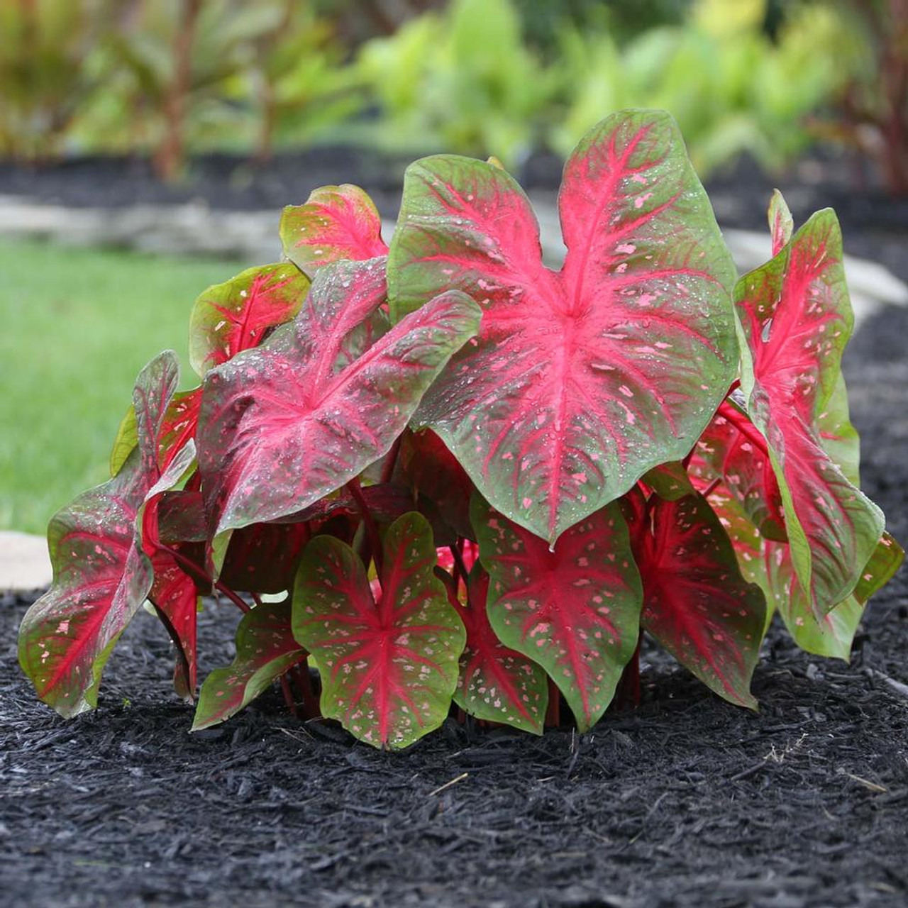 Môn đốm (Caladium) nổi bật như một bức tranh sống động của tự nhiên. Lá cây nhiều màu sắc, chủ đạo là đỏ, điểm xuyết những đốm, vệt hay gân lá trắng, hồng, xanh, khiến mỗi chiếc lá trở thành một tác phẩm độc nhất.  Cây ưa ánh sáng gián tiếp, độ ẩm cao và đất thoát nước tốt, nên chăm sóc cần chú ý hơn một chút. Một chậu môn đốm trong nhà không chỉ làm đẹp không gian mà còn mang đến vẻ sang trọng, đầy tính nghệ thuật cho căn phòng.