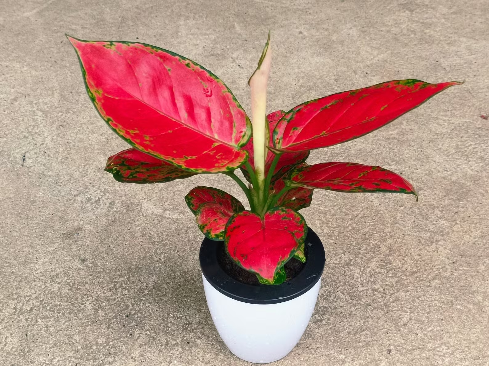 Aglaonema ‘Red Valentine’ thu hút ánh nhìn với những chiếc lá đỏ rực kết hợp sắc xanh đậm, mang vẻ đẹp hiện đại và tinh tế. Loài cây này không chỉ trang trí góc nhà thêm nổi bật mà còn tượng trưng cho may mắn và năng lượng tích cực.