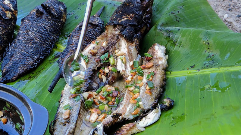 Cá lóc là một trong những loài cá nước ngọt phổ biến và có giá trị kinh tế cao ở miền Tây, đặc biệt vào mùa nước nổi. Thịt cá lóc chắc, ngọt, và ít xương nên là nguyên liệu lý tưởng cho nhiều món ăn ngon. Ngoài món canh chua cá lóc nổi tiếng thì cá lóc nướng trui là một biểu tượng ẩm thực dân dã, mang đậm hương vị đồng quê mà bất cứ ai đến miền Tây mùa nước nổi cũng nên thử. Cá lóc nướng trui (cá sau khi được làm sạch ruột sẽ được xiên vào que tre, cắm xuống đất rồi phủ rơm lên và đốt. Yêu cầu khó nhất là làm sao để cá không bị khét hoặc sống.) ngon nhất khi vừa chín tới, thịt cá trắng phau được bao bọc bởi lớp vảy cháy xém, tỏa ra mùi thơm lừng đặc trưng. Món cá lóc nướng trui thường được ăn kèm với bánh tráng, các loại rau thơm tươi xanh như xà lách, rau sống, dưa chuột, chuối xanh, khế chua, và đặc biệt là chấm với nước mắm me chua ngọt.