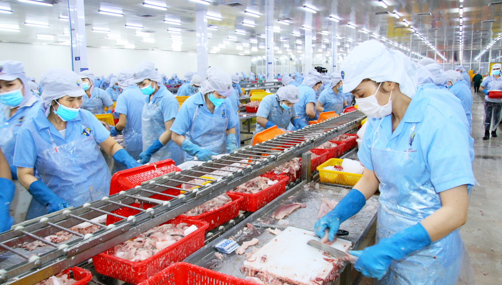 Công nhân Công ty cổ phần Nam Việt (An Giang) chế biến cá tra xuất khẩu - ẢNH: HUỲNH LỢI