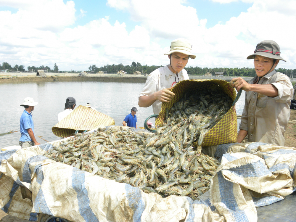 Nông dân tỉnh Vĩnh Long thu hoạch tôm. Giá bán 120.000-150.000 đồng 1kg giúp họ có lợi nhuận - ẢNH: HUỲNH LỢI