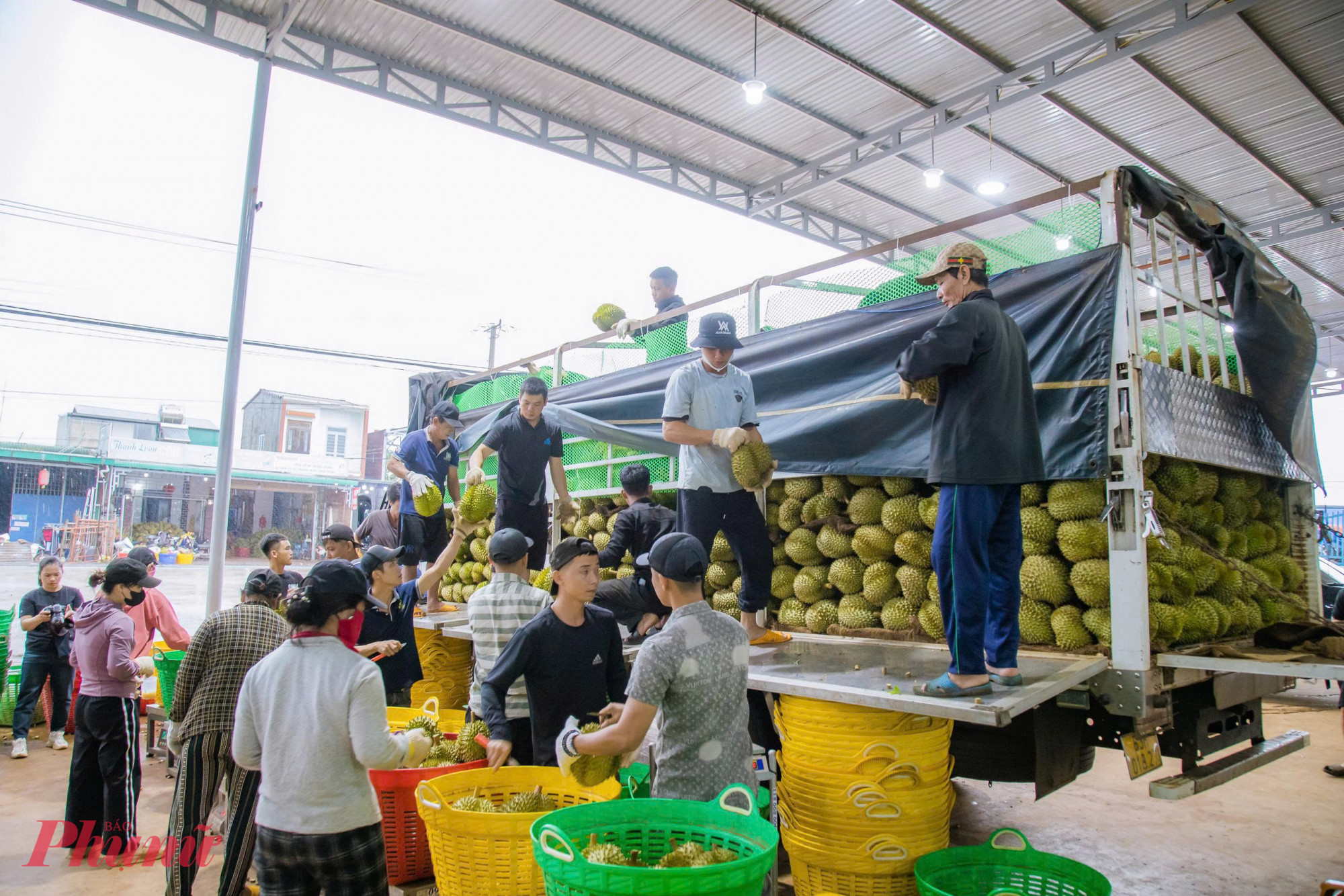 Hoạt động kiểm tra chất lượng tại các kho thu mua sầu riêng 