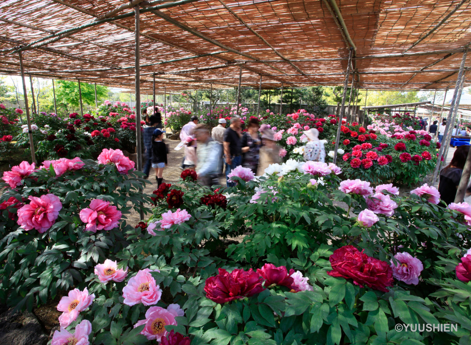 Khám phá những điểm đến mới toanh tại Nhật Bản mùa lá đỏ Vườn hoa mẫu đơn nở quanh năm khoe sắc. Ảnh: Yuushien.