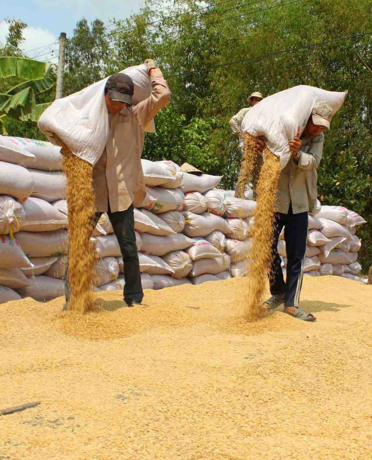 Diện tích lúa toàn vùng đạt 4,1 triệu ha, sản lượng ước 26,12 triệu tấn,