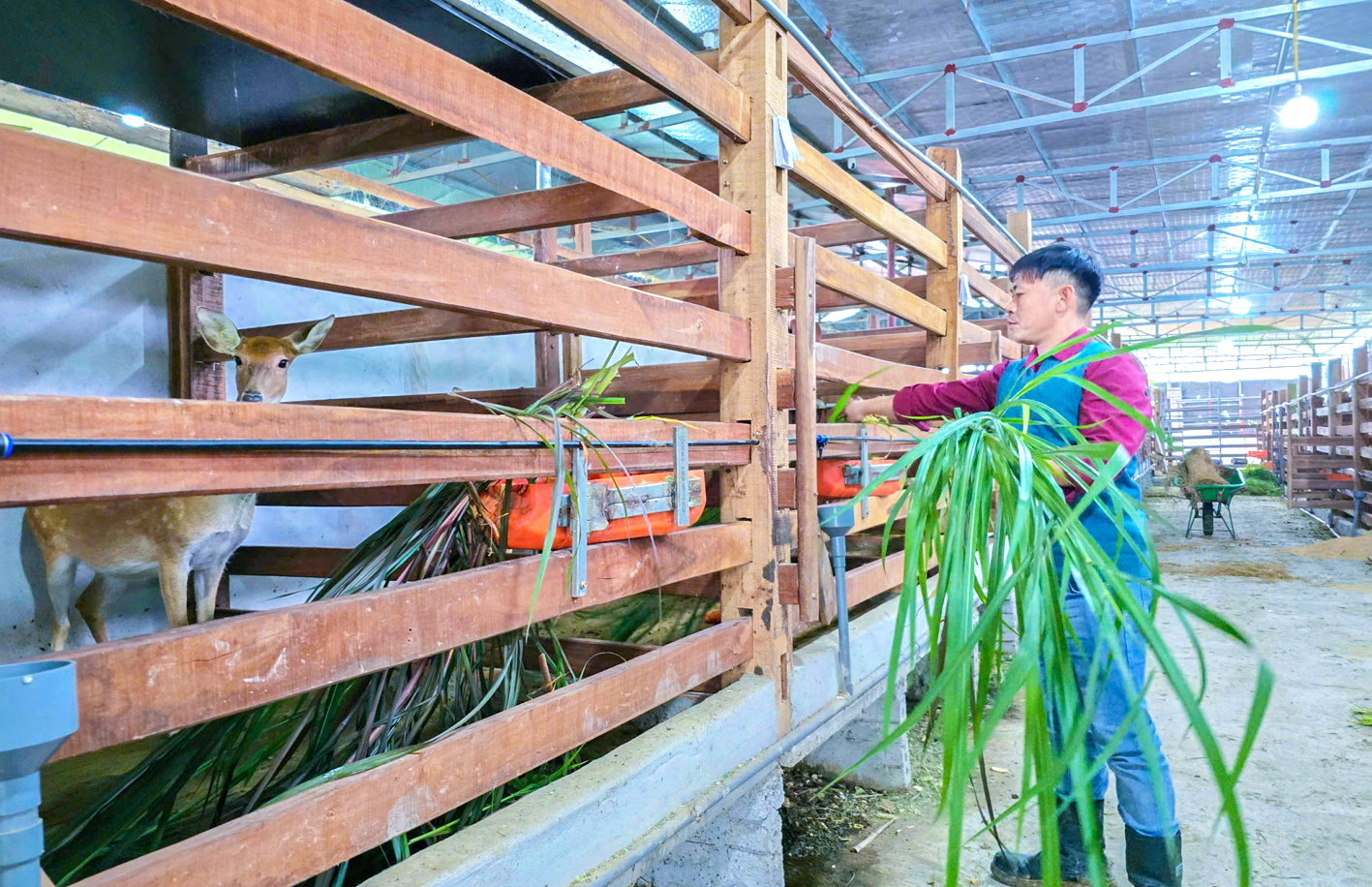 Nghề nuôi hươu, nai ngày càng được ưa chuộng nhờ thị trường ổn định, có thể tận dụng được nguồn thức ăn có sẵn