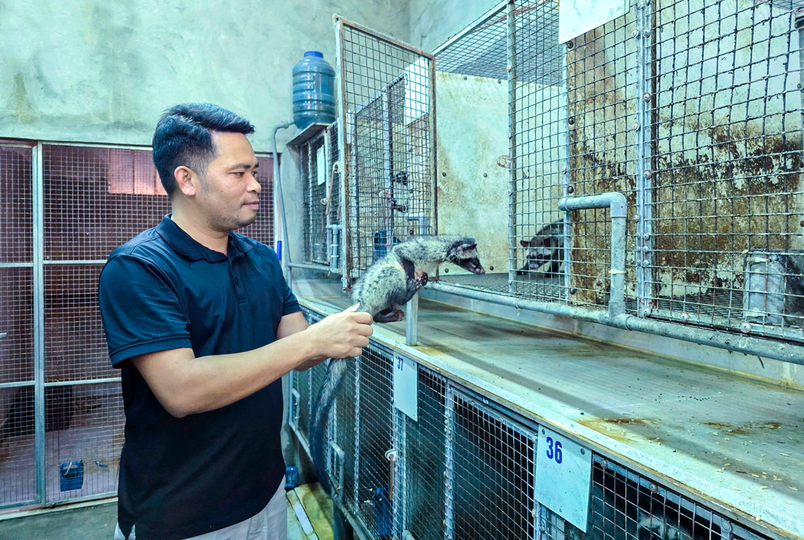 Anh Phạm Viết Phi kiểm tra đàn chồn hương mới sinh sản