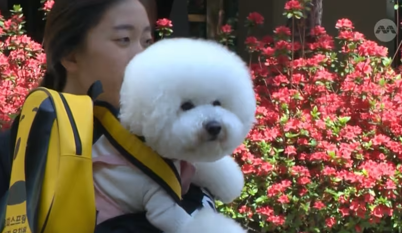 Một chú chó xù đồ chơi tại một trường mẫu giáo chó ở Hàn Quốc.