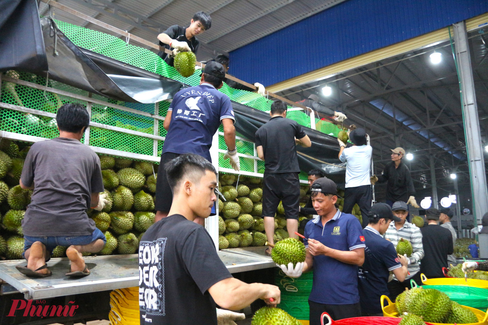 Bên trong các kho sầu riêng, mọi hoạt động diễn ra tấp nập.