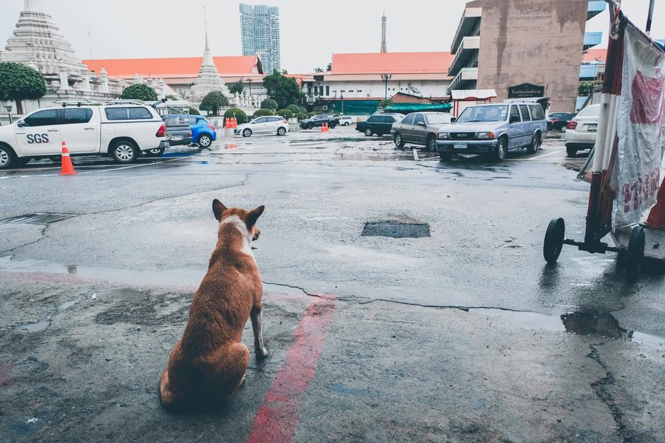 Cơ quan chức năng cũng ra lệnh cấm di chuyển chó, mèo và các loài động vật có vú khác trong vòng 30 ngày được áp dụng từ ngày 9/9 đến 8/10.