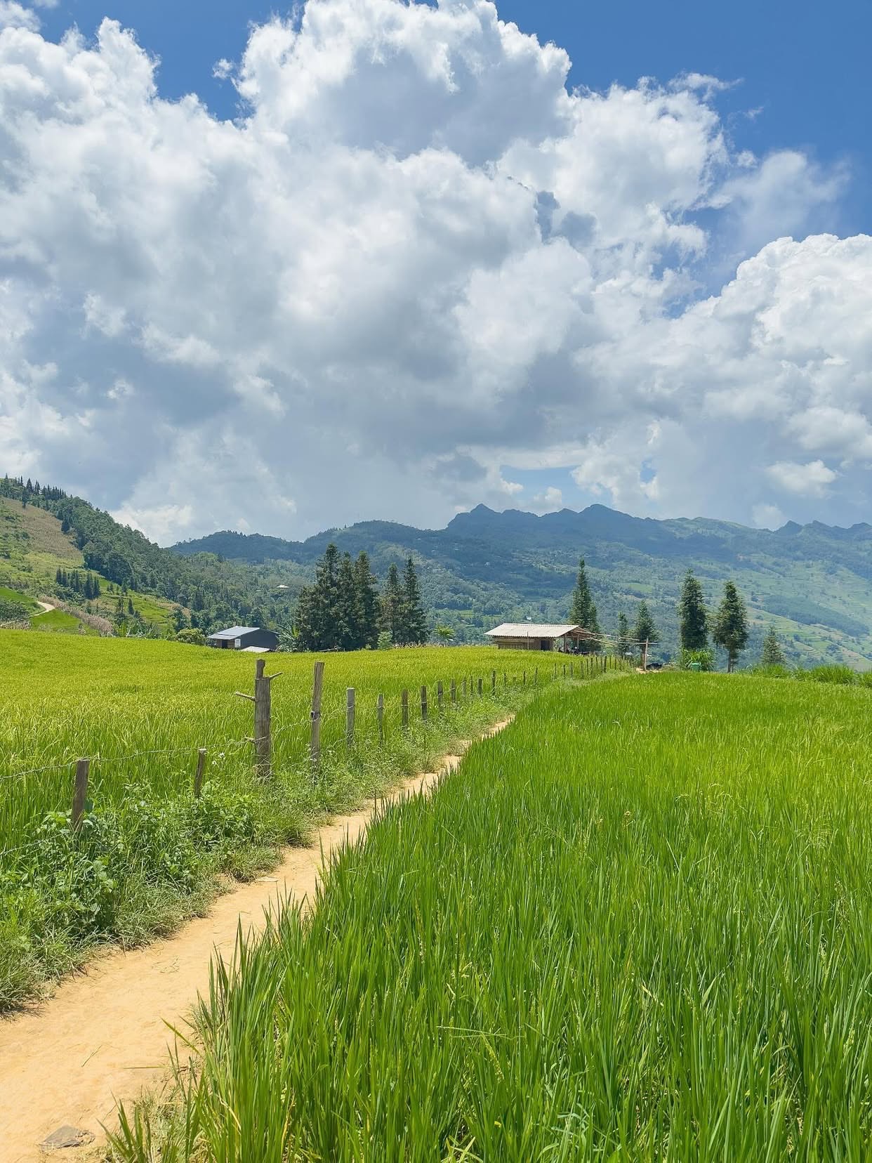 một là thời điểm thảo nguyên Suôi Thầu bước vào những ngày đẹp nhất trong năm. Tiết trời se lạnh, bầu trời xanh cao vời vợi, từng đám mây trắng trôi lững lờ trên đỉnh núi tạo nên khung cảnh lãng mạn, yên bình.