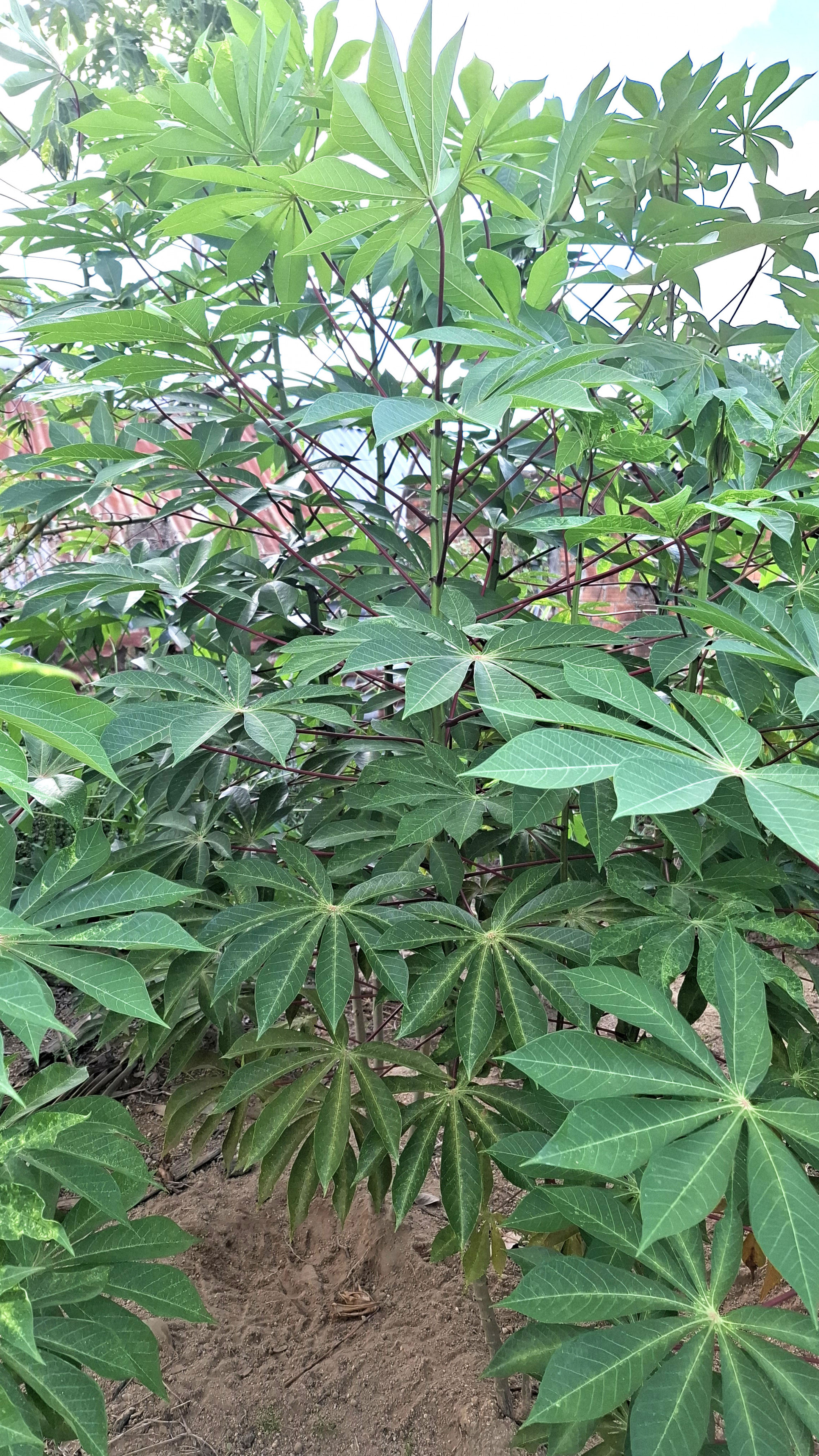 Lá sắn gòn dùng để chế biến món lá sắn kho, phân biệt sắn gòn và các loại sắn khác thì cọng sắn gòn toàn màu đỏ. 