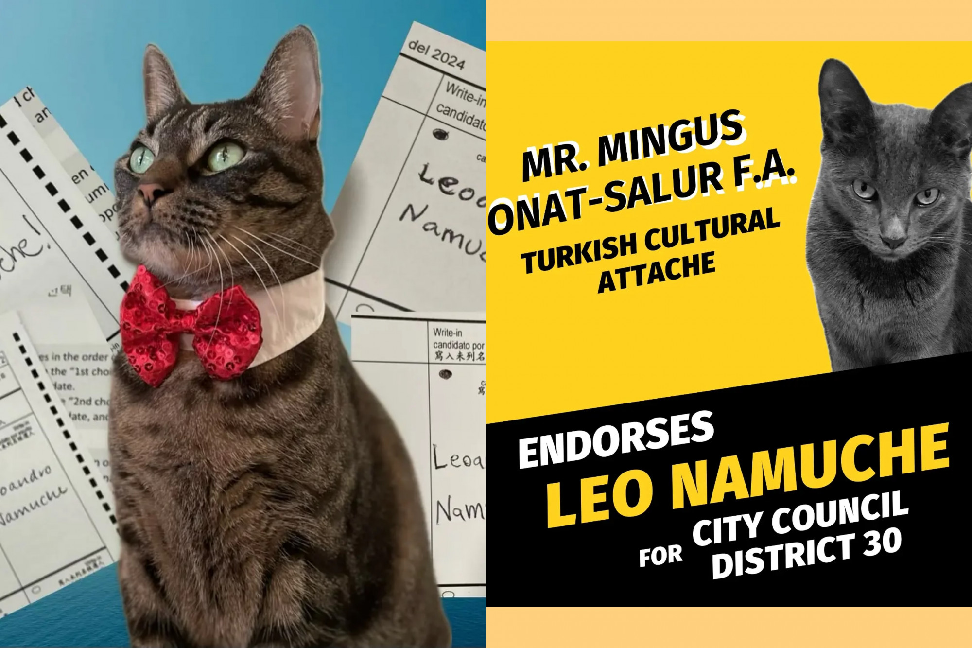 Dù chỉ là một chiến dịch mang tính biểu tượng, câu chuyện về Leo, chú mèo mướp 9 tuổi từng sống lang thang đang khiến cư dân địa phương và mạng xã hội không khỏi tò mò, thích thú. - Ảnh: IG Leothecat