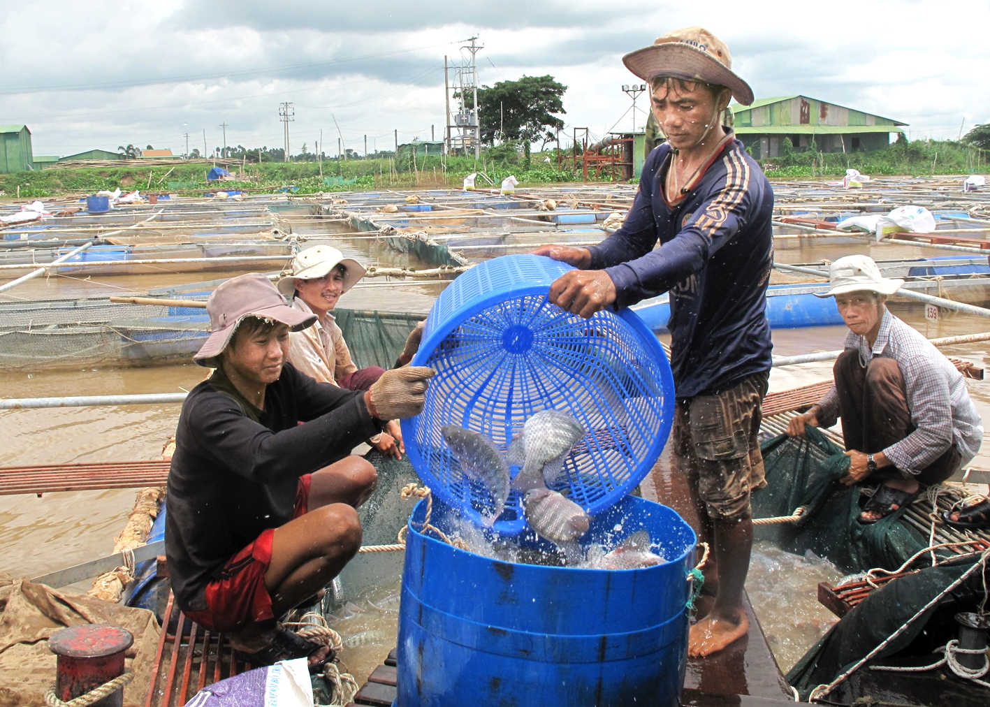 Cá rô phi - mặt hàng xuất khẩu đầy tiềm năng Nông dân ở tỉnh An Giang thu hoạch cá rô phi bán cho doanh nghiệp xuất khẩu
