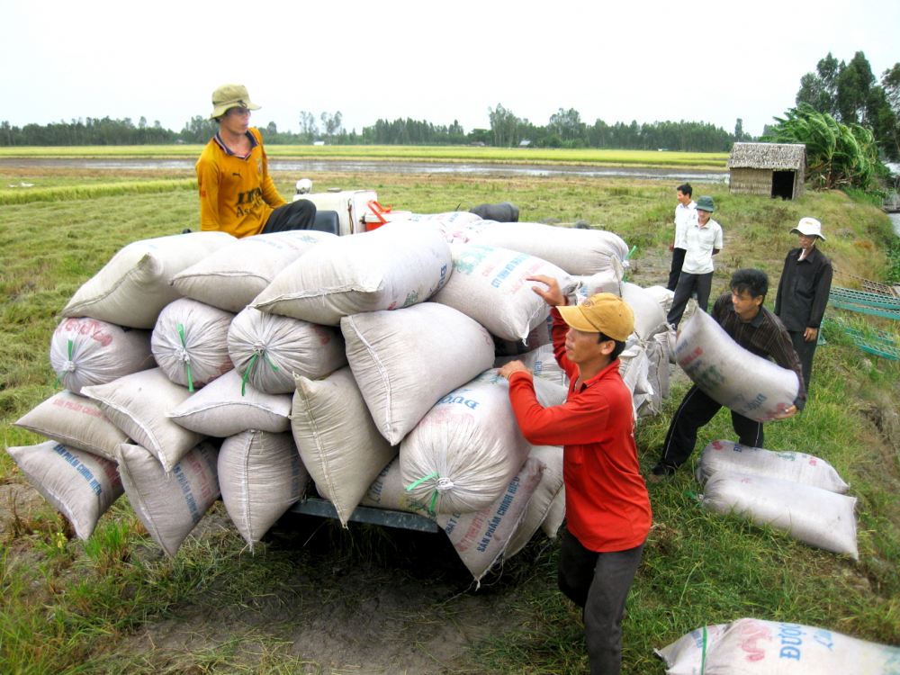 Nông dân tỉnh An Giang thu hoạch lúa thu đông sớm 