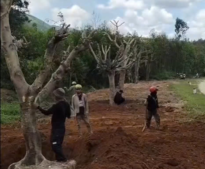 Anh trồng tặng vợ 1km đường hoa phượng vĩ - Ảnh: N.D.