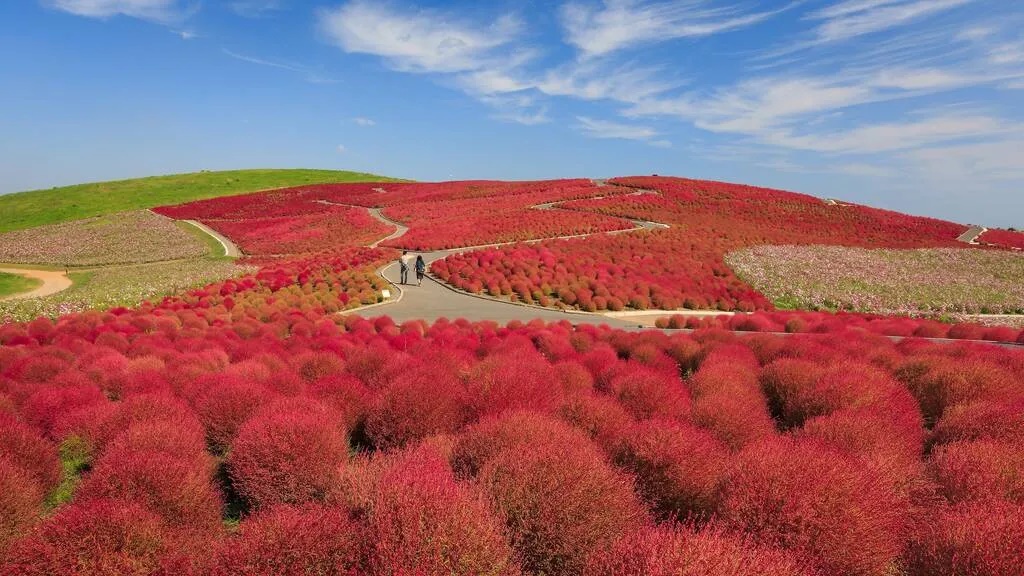 Tỉnh Ibaraki, Nhật Bản ở phía đông bắc Tokyo là điểm đến như mơ vào mùa thu. Những bụi cây kochia làm đỏ rực sườn đồi trong công viên Hitachi ở thành phố Hitachinaka, còn cây bạch quả trải thảm vàng ở thành phố Mito. Bạn nên đến thác Fukuroda và chùa Eigenji ở Daigo, hoặc lên núi Tsukuba để ngắm mùa thu tuyệt đẹp. Khi đến hồ Ryujin, bạn nên chèo thuyền kayak để lướt qua những tán lá thu rực rỡ. Thời điểm lý tưởng nhất để đến Ibaraki là vào tháng 11. 