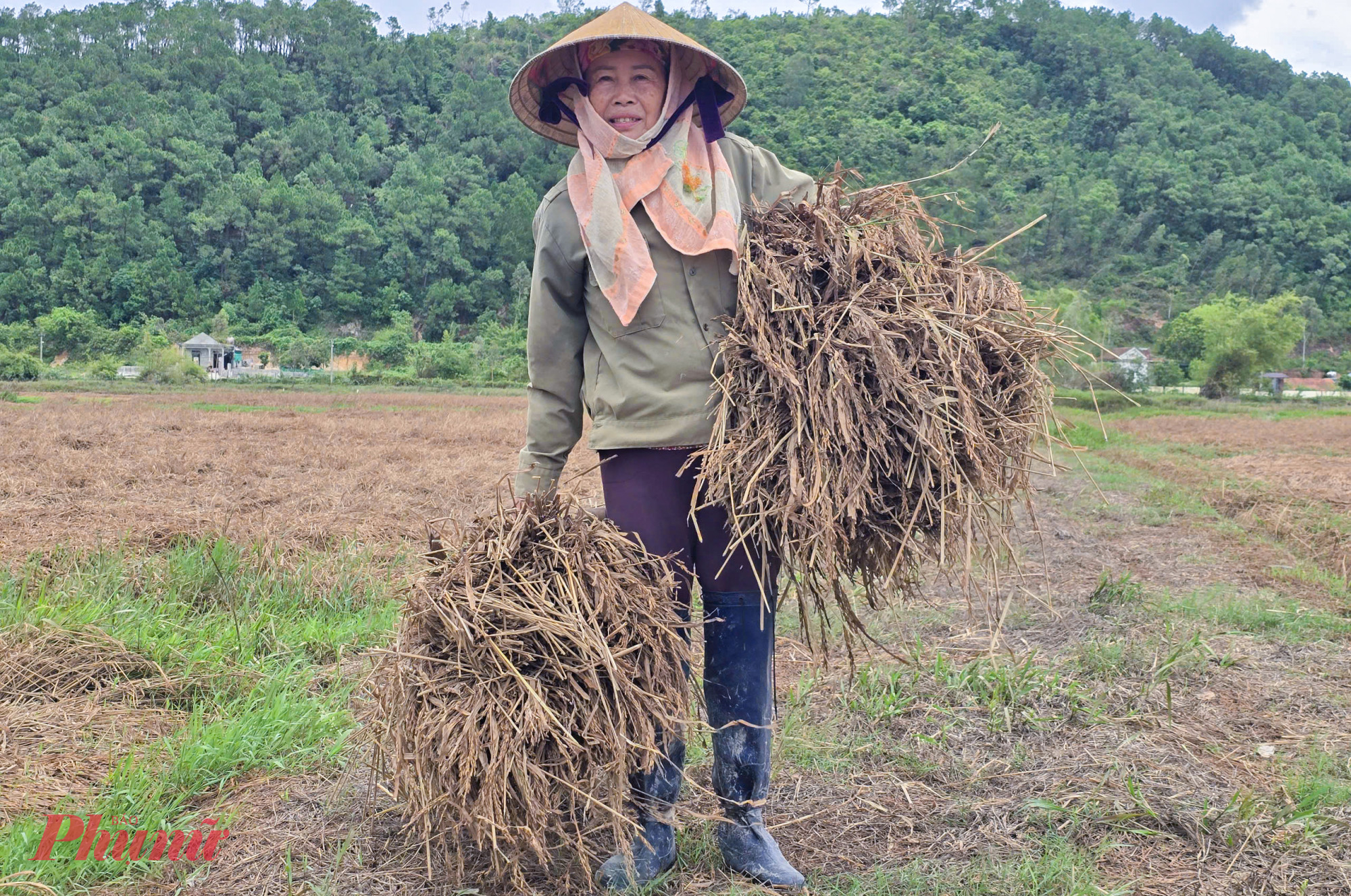 Theo bà Tảo, trung bình mỗi sào lúa đầu tư khoảng 1 triệu đồng gồm tiền giống, tiền công cày bừa, phân bón, thuốc bảo vệ thực vật… Tiếc của, bà tranh thủ thời gian rảnh rỗi ra cắt lúa bỏ hoang ngoài ruộng về cho gia cầm. “Loại này lẫn bùn đất, mục hết rồi nên trâu bò cũng không ăn. Tiếc quá tôi gặt ít về vứt cho đàn gà nhặt được hạt nào hay hạt đó” - bà Tảo nói.