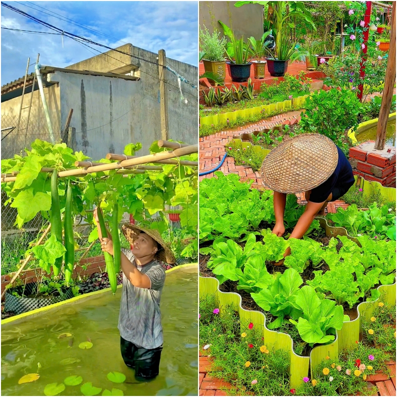 Niềm vui thu hoạch rau trái sạch ở vườn.
