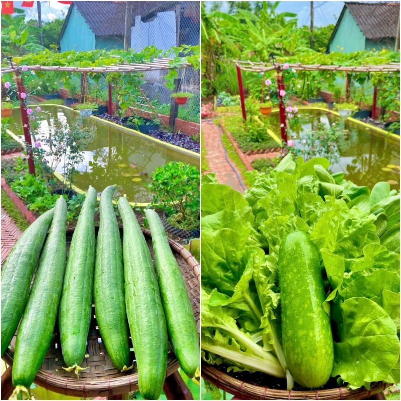 Khu vườn cung cấp nguồn thực phẩm xanh, sạch, không khí trong lành.