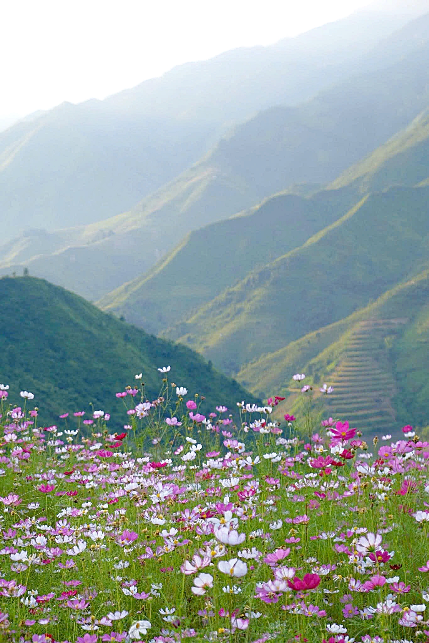 Đồi hoa cánh bướm ở Tà Xùa (huyện Bắc Yên, tỉnh Sơn La) nằm trên các sườn đồi thoai thoải, ôm trọn khung cảnh hùng vĩ của núi rừng Tây Bắc. Tháng 9, nắng vàng len lỏi trên từng triền núi, làm những cánh hoa hồng tím thêm rực rỡ sắc màu, biến nơi đây thành điểm check-in gây sốt cho du khách yêu thiên nhiên.