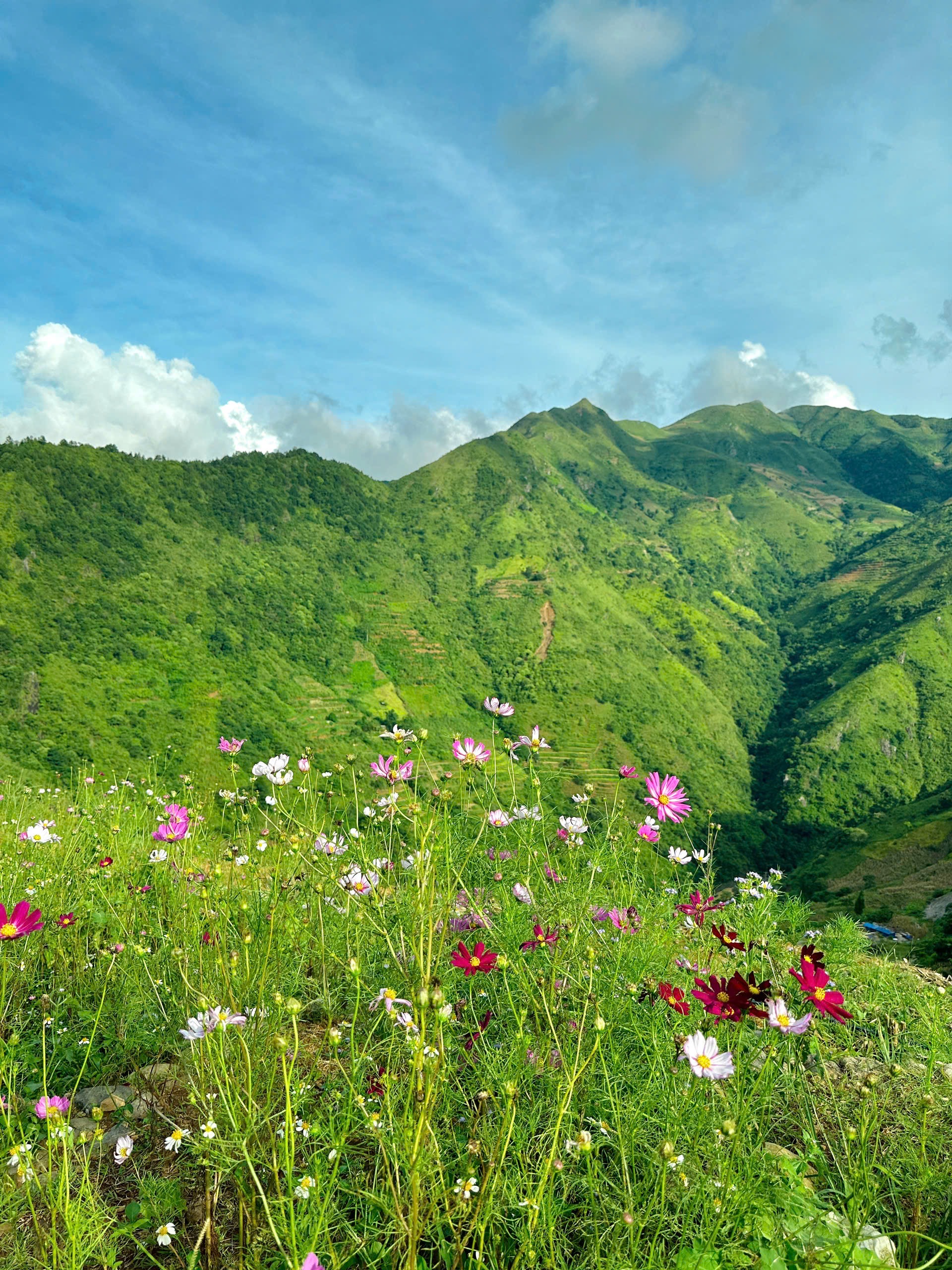 Đây cũng là thời điểm hoa cánh bướm (hay còn gọi là hoa sao nhái) nở rộ. Từ xa nhìn lại, cả đồi hoa trông như dải lụa mềm phủ lên màu xanh ngút ngàn của núi non, tạo nên một khung cảnh vừa lãng mạn, vừa hoang sơ.