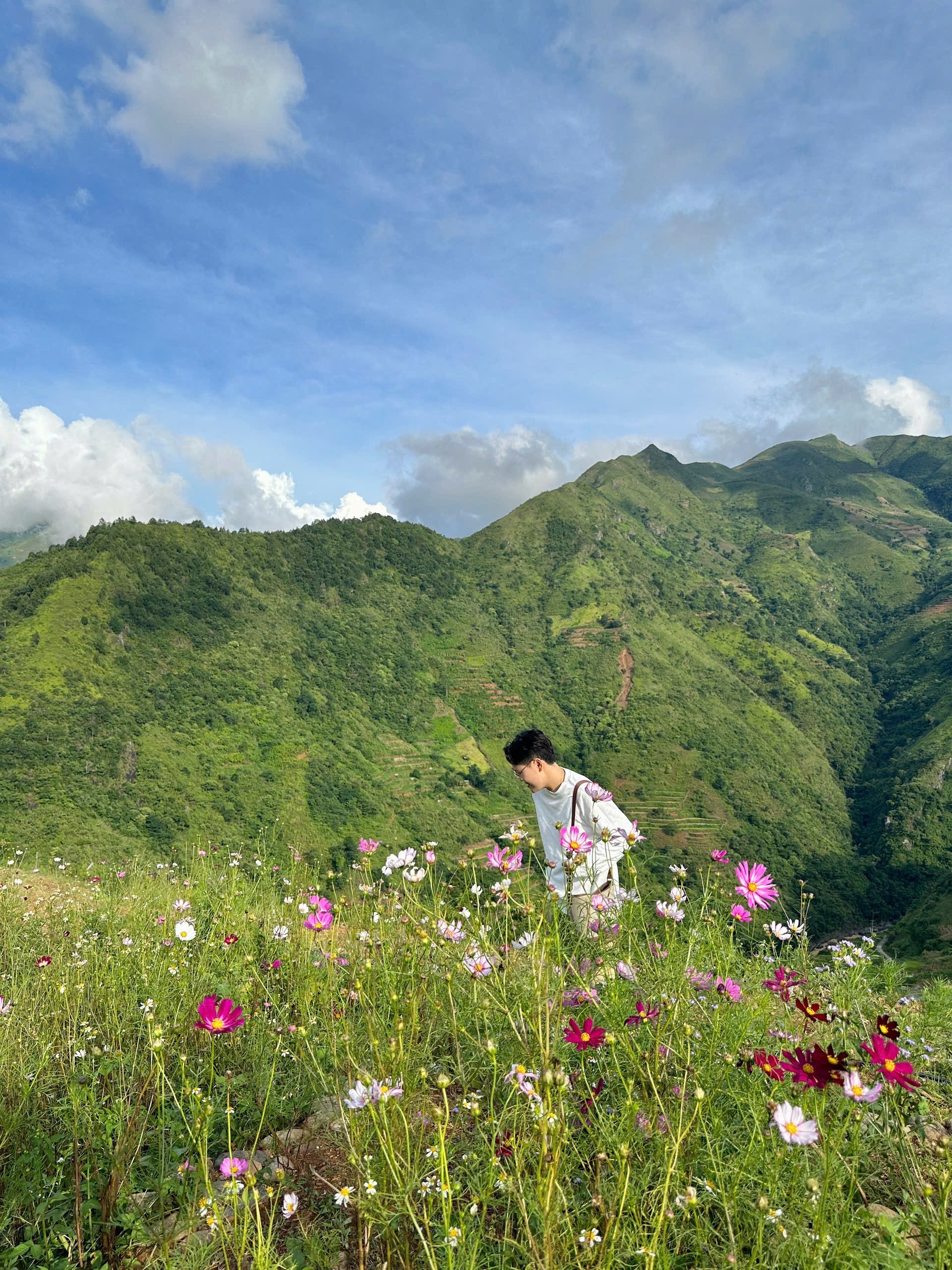 Nổi bật trên nền xanh mướt là những bông hoa cánh bướm mỏng manh, rực rỡ sắc hồng, trắng, tím nhạt xen lẫn. Những cánh hoa mảnh mai vươn mình đón nắng, lay động nhẹ nhàng trong gió, tạo nên một khung cảnh dịu dàng, tràn đầy sức sống.