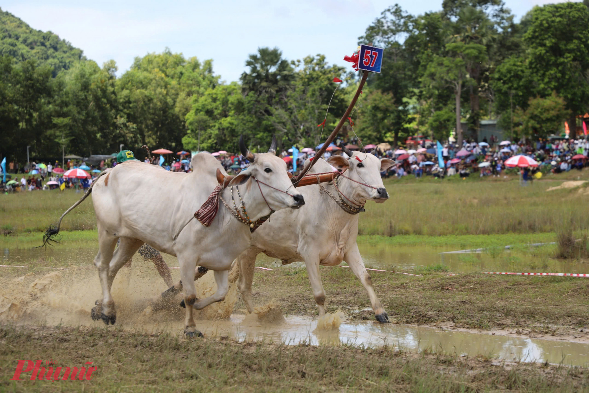 Hội đua bò Bảy Núi – An Giang được Bộ Văn hóa, Thể thao và Du lịch xếp vào Danh mục Di sản văn hóa phi vật thể quốc gia, khẳng định giá trị văn hóa, tinh thần của đồng bào Khơ me, đồng thời nâng tầm hội đua thành thương hiệu văn hóa – du lịch nổi bật của An Giang nói riêng và Nam Bộ nói chung. Ảnh: Trần Tuyên