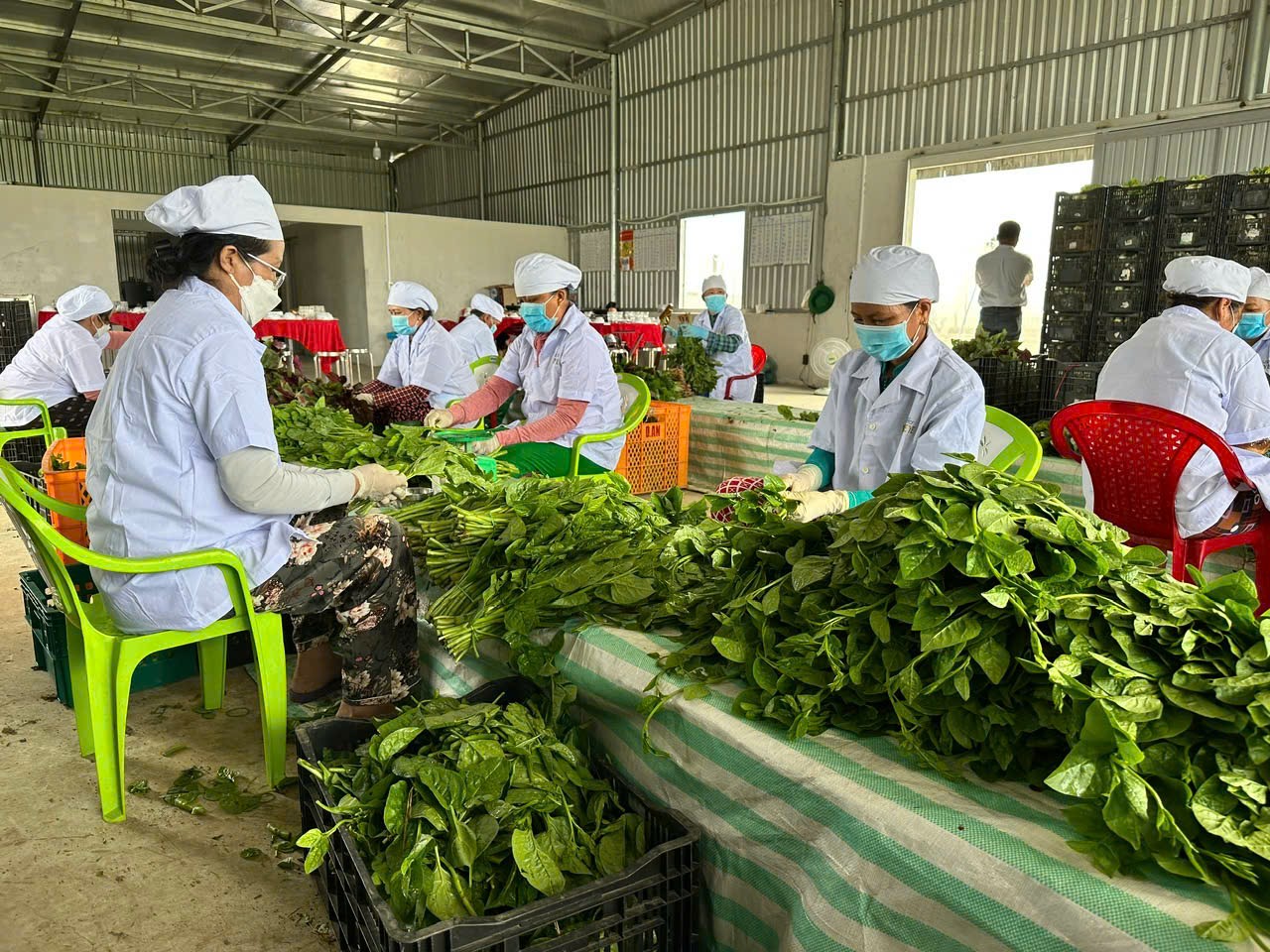 Rau củ là một trong những nhóm hàng phải có nhiều chứng nhận, trong đó không ít các tiêu chí trùng lặp