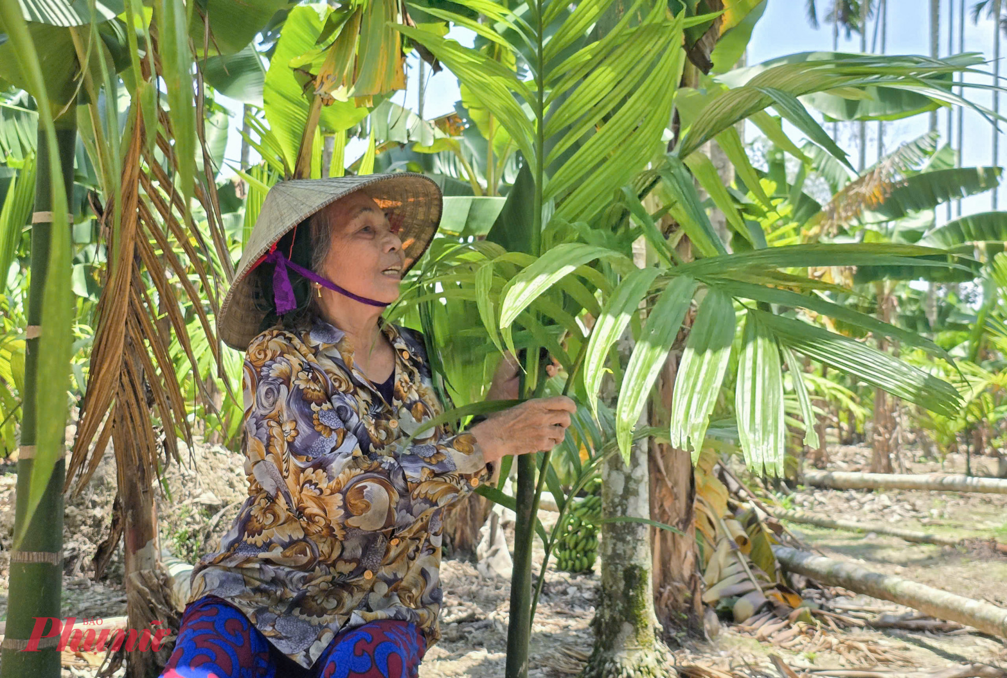 Dưới tán cau, vợ chồng bà Chiến trồng xen kẽ những gốc cau non để dần thay thế những cây già cỗi trong những năm tới. 