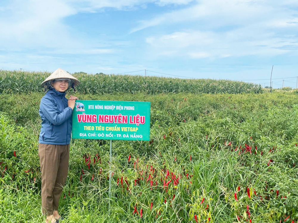 Vùng ớt nguyên liệu của Hợp tác xã Nông nghiệp Điện Phong