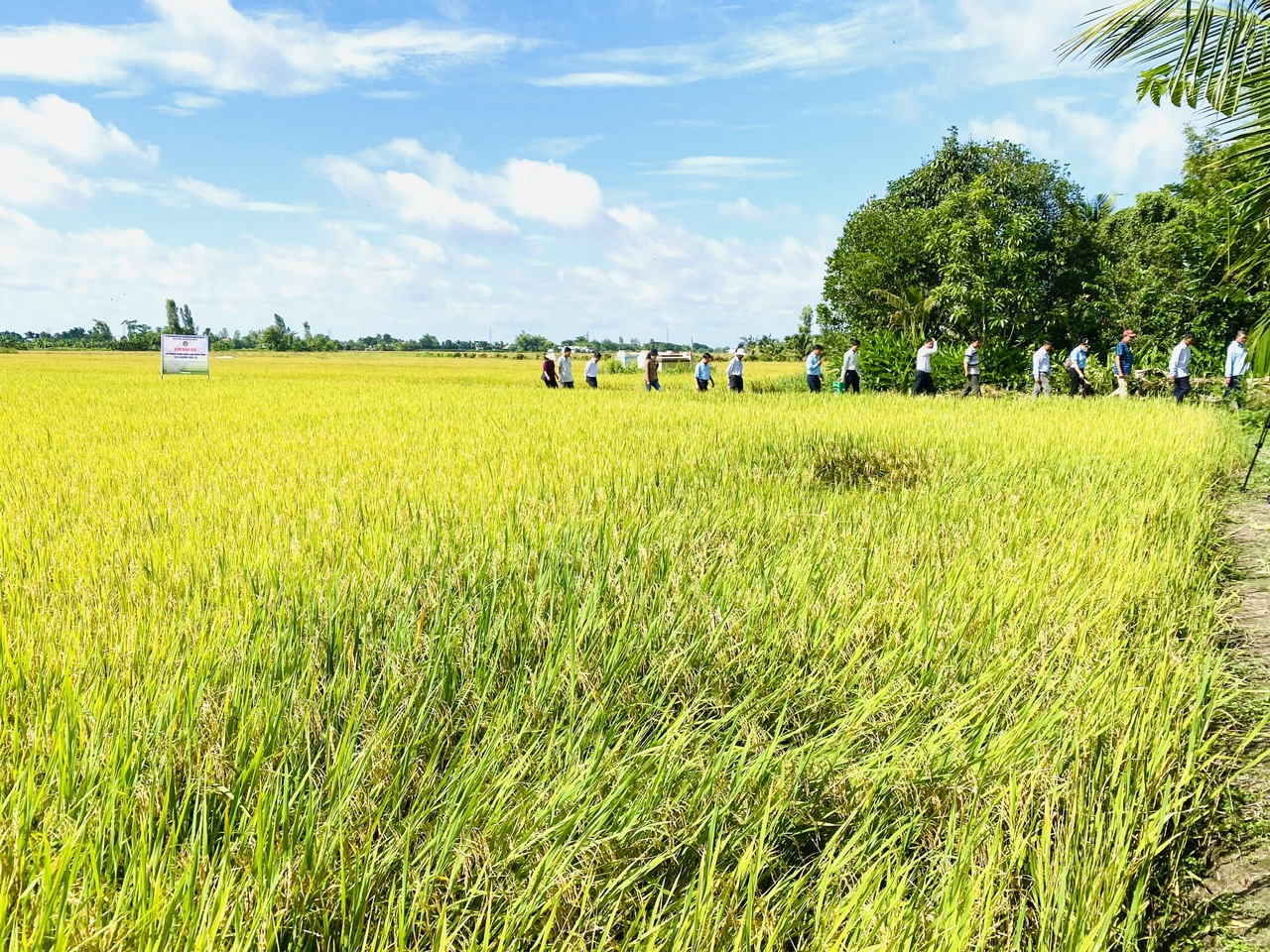 Vùng ĐBSCL đang thu hút dòng vốn phát triển vùng chuyên canh 1 triệu ha lúa chất lượng cao. Ảnh: CTV