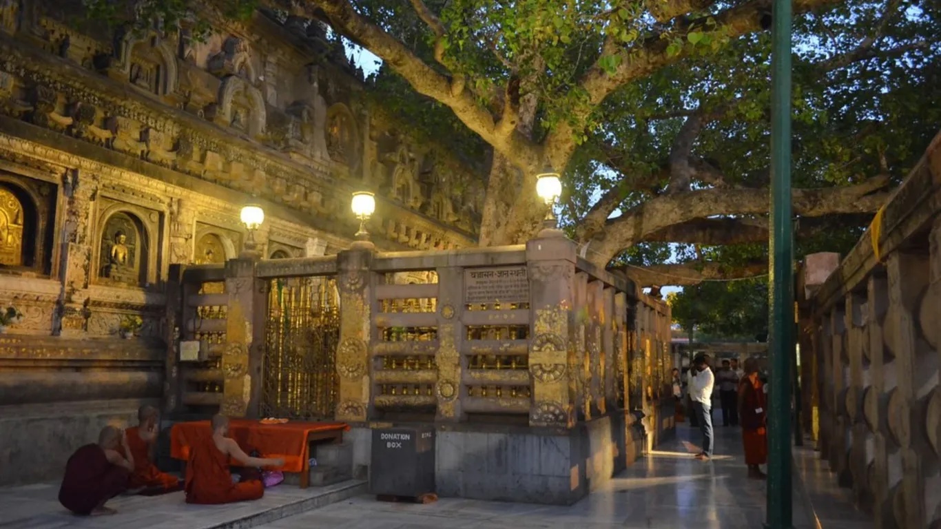 Bên trái chùa Mahabodhi là một cây bồ đề linh thiêng. Cây bồ đề nguyên thủy đã không còn, cây hiện tại được cho là hậu duệ trực tiếp của cây bồ đề mà Đức Phật đã ngồi thiền định. Ở đây có hồ sen Muchalinda mà các Phật tử đều đến thăm. Chùa mở cửa từ 5 giờ đến 21 giờ. 