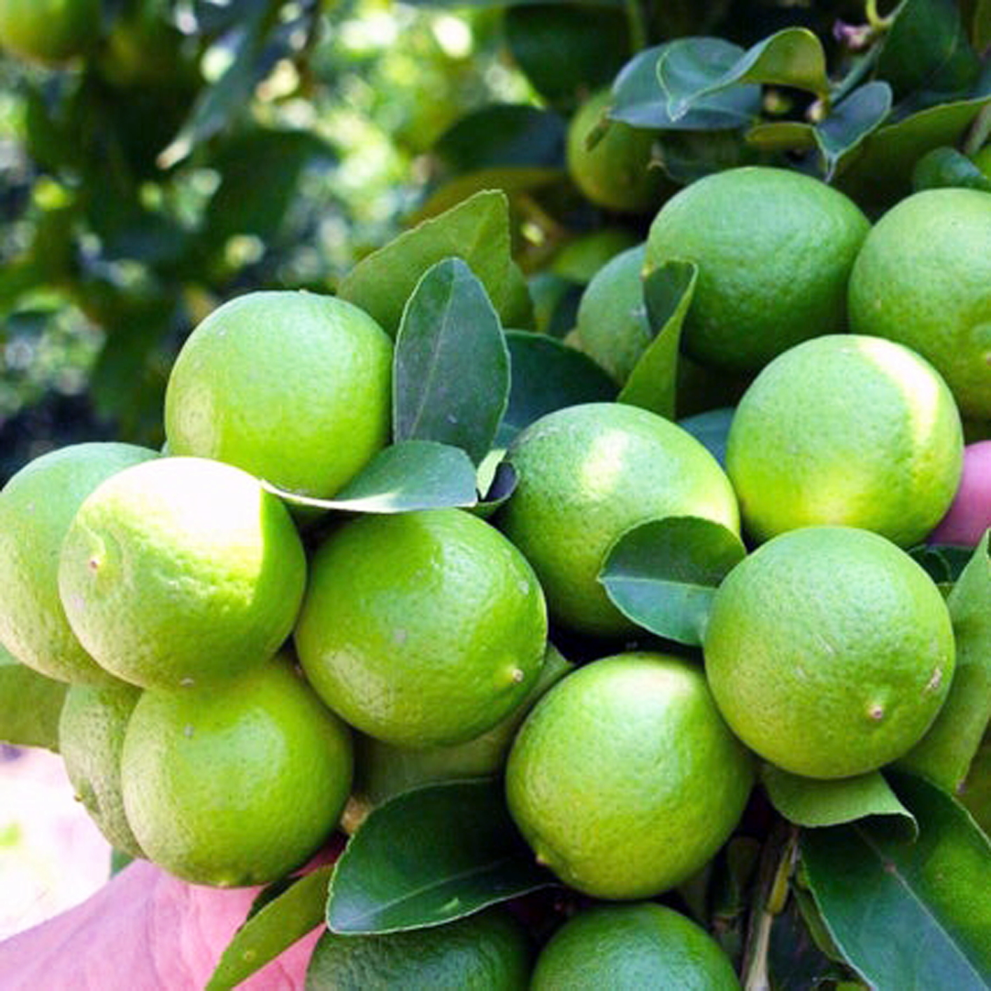Chanh tươi, vỏ dày, nhiều tinh dầu là nguyên liệu rất tốt để làm  món chanh muối - Ảnh: M.C.