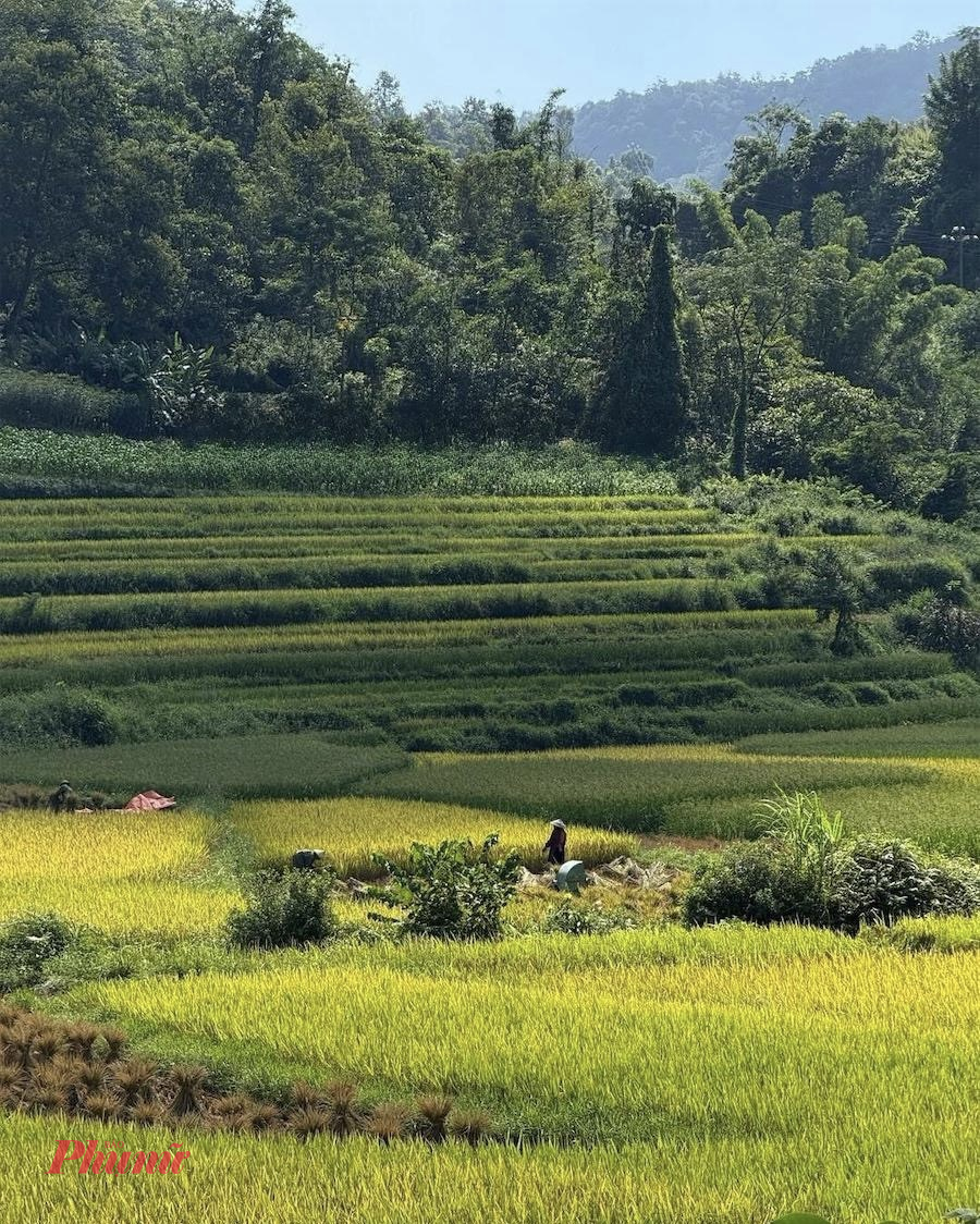 Du khách tới Cao Bằng mùa này không chỉ được ngắm nhìn ruộng bậc thang trải dài như dải lụa mềm vắt ngang sườn núi, mà còn có cơ hội trải nghiệm nhịp sống mùa gặt của người dân.