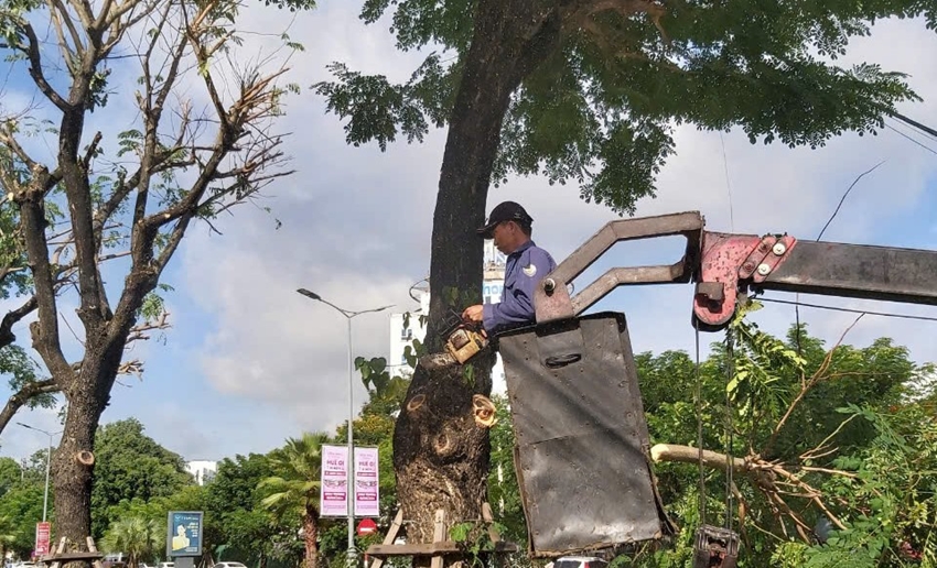 Cắt tỉa cây xanh trên đường phố Huế trước lúc bão số 10 dự kiến có thể đổ bộ
