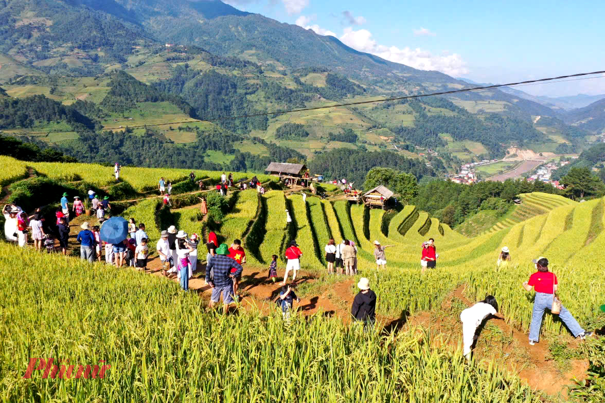  Những ngày đầu thu, Mù Cang Chải và Púng Luông (tỉnh Lào Cai) rực rỡ trong sắc vàng của mùa lúa chín. Du khách nườm nượp đổ về, xe nối đuôi trên những con đường quanh co để kịp ghi lại khoảnh khắc vàng óng, hùng vĩ của vùng cao.